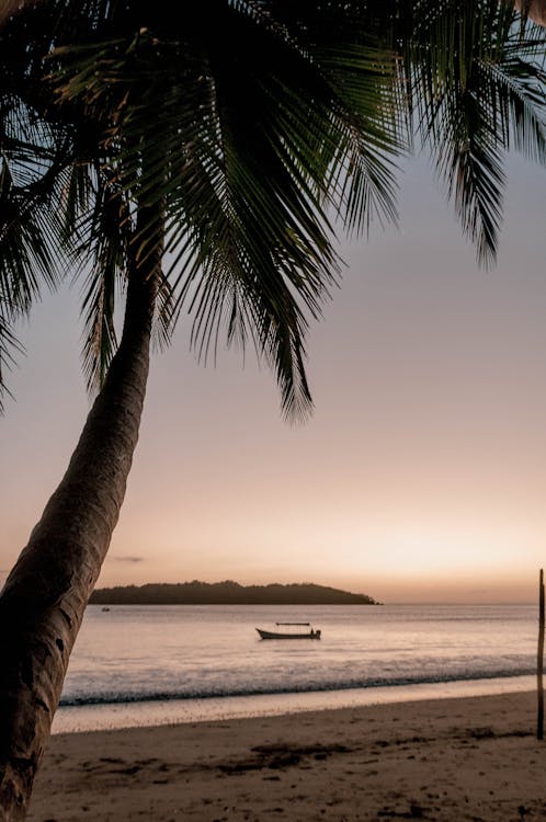 Palmier sur une plage tropicale de Nosy Be au coucher du soleil