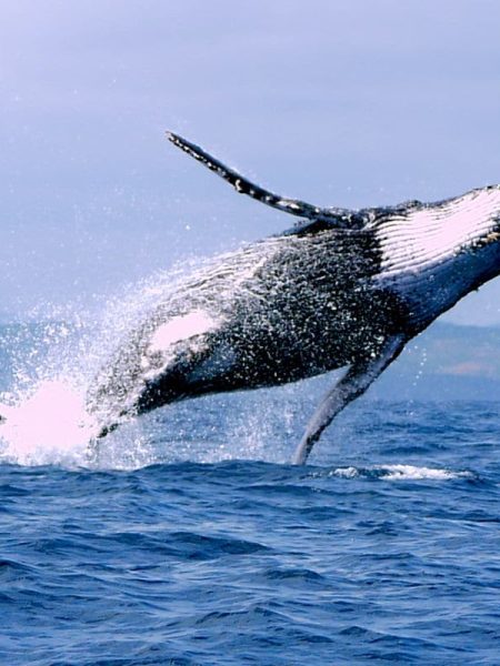 baleine-nosy-be